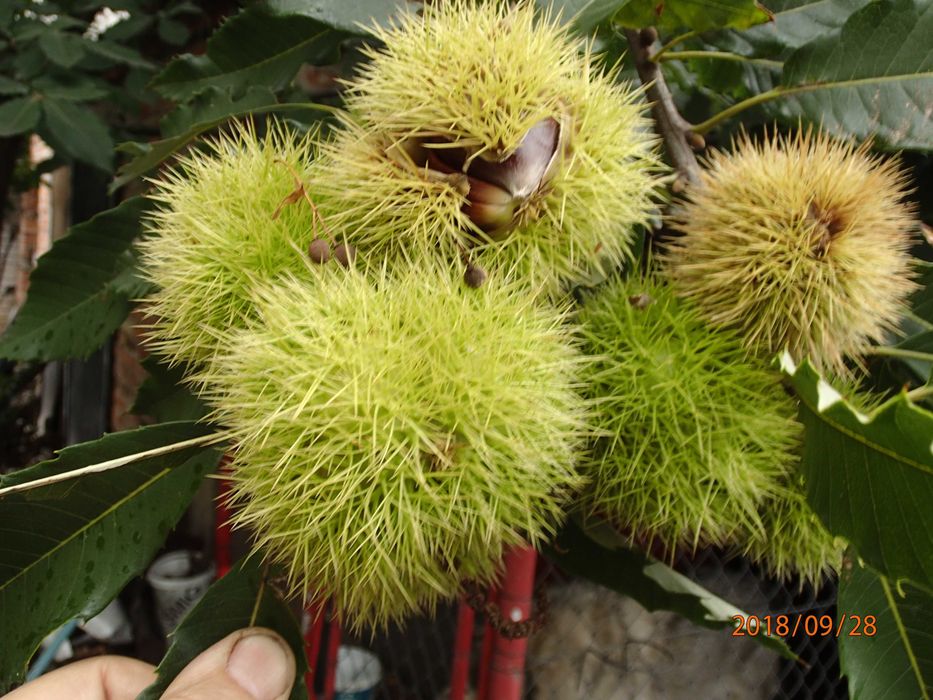 Kasztan jadalny Castanea sativa w doniczce