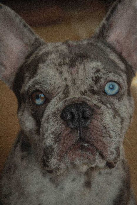 Вязка Французского бульдога. Мерле
