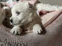 West Highland white terrier  pies