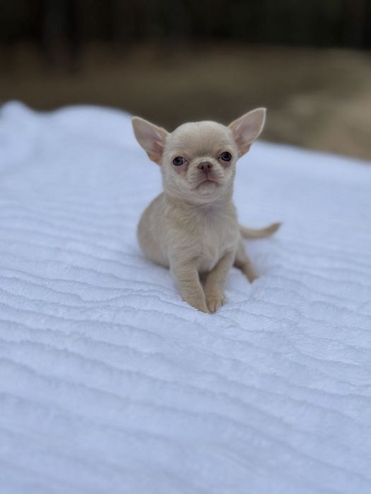 Przepiękna sunia mini chihuahua FCI