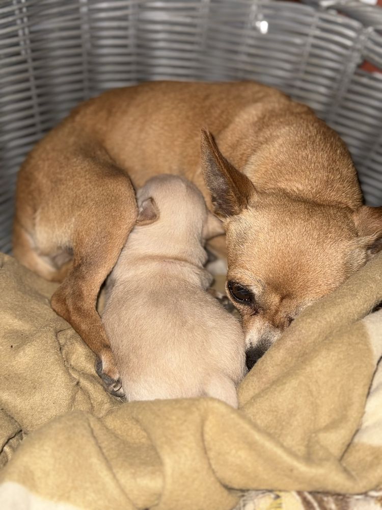 Chihuahua  macho pelo curto
