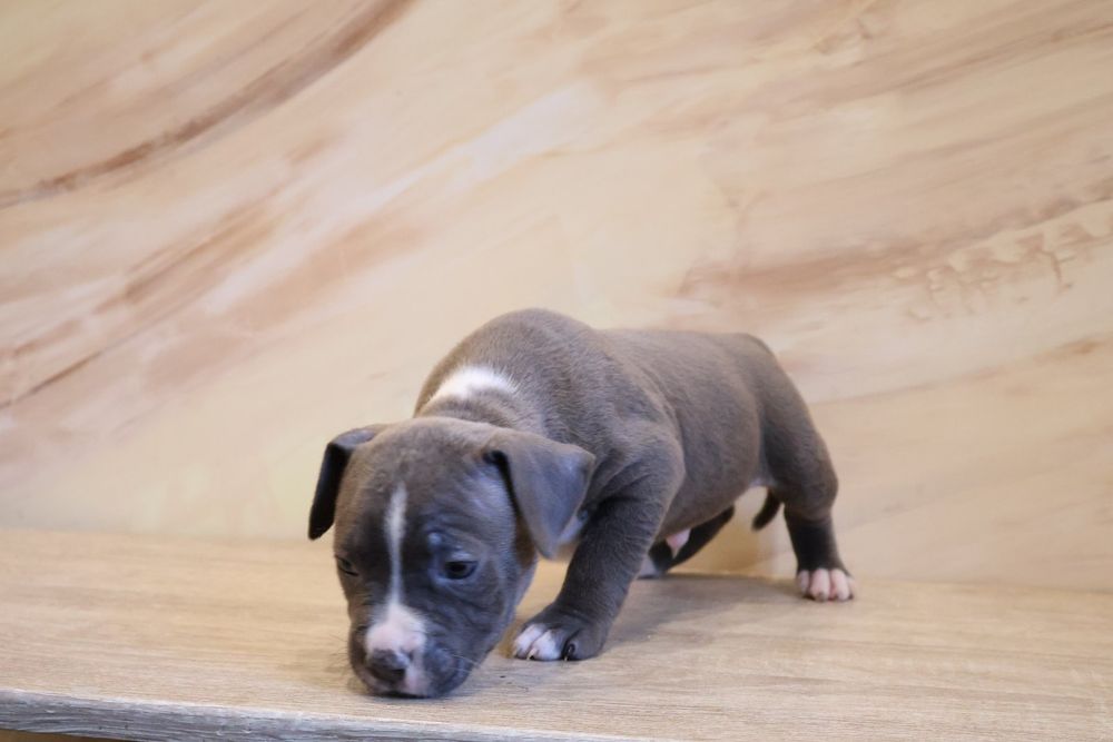 Копії Тата, цуценята Амстаффа.  Можно забирати..