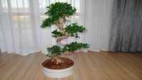 Горщик з підставкою керамічний для Bonsai IKEA