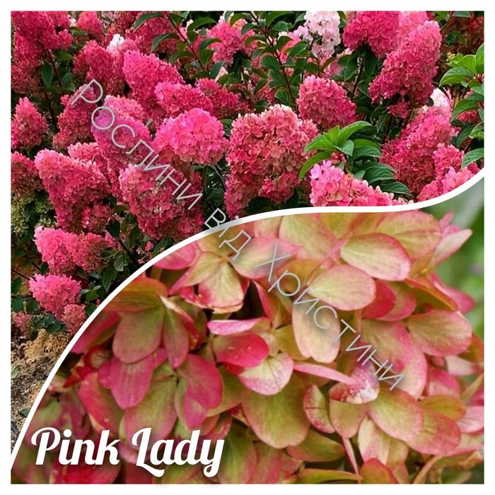 Гортензія в асортименті