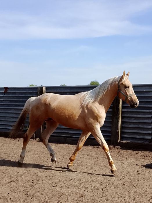 Izabelowaty wałach WLKP