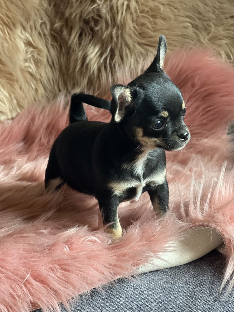 Chihuahua suczka