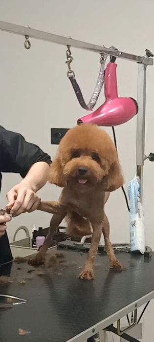 Пропоную для в'язки пуделя окраса редбраун насичений.