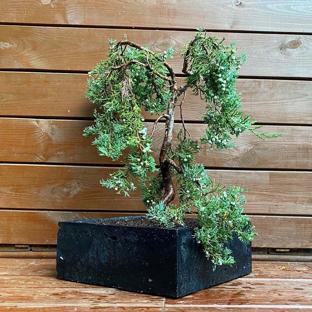 Jałowiec Płożący bonsai w recznie wykonanej betonowej donicy