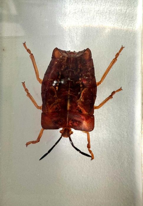 coleção bichos national geographic fasciculos animais vida selvagem