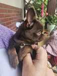 Piesek Chihuahua