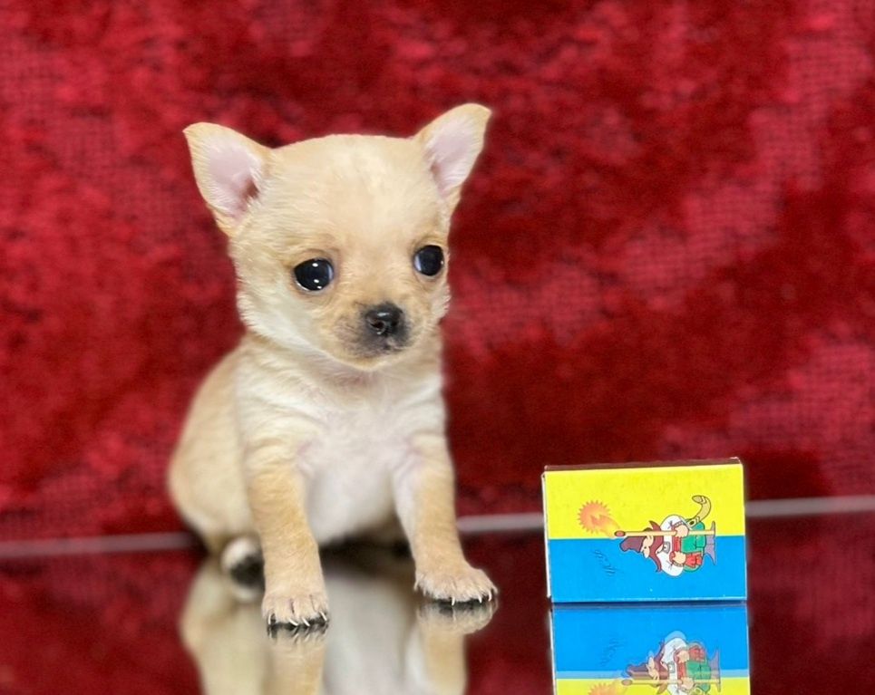 Мини девочка продам