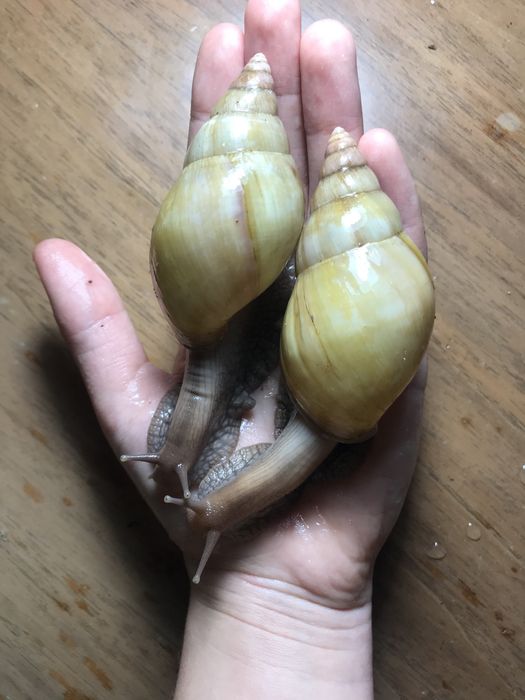 Ахатина родацыя стандарт