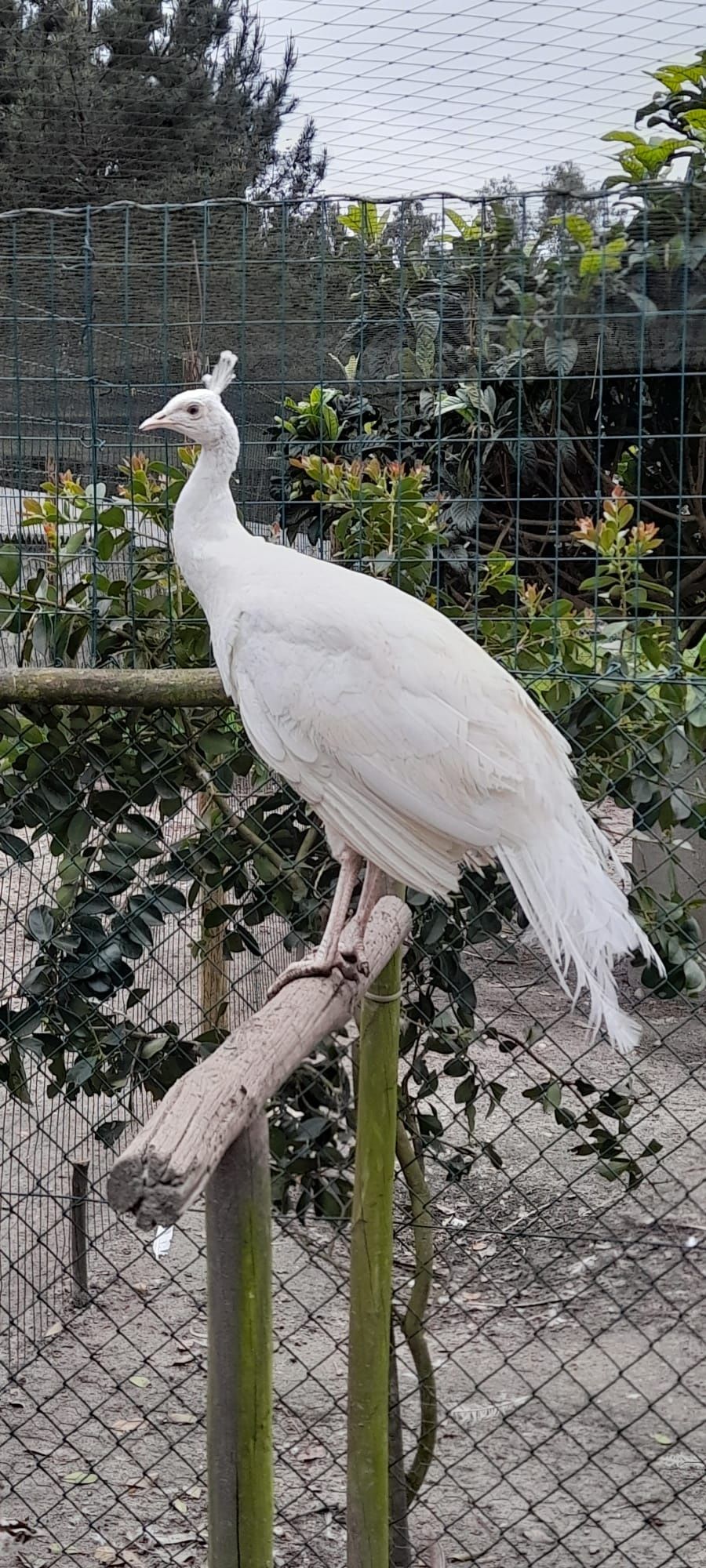 Vendo Pavões Machos de várias raças