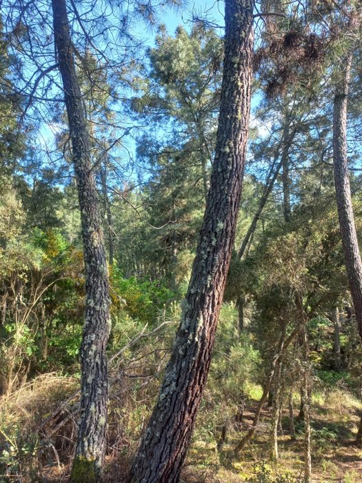 Cendo mata ou os pinheiros