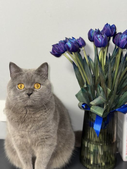 Кішка шотландська