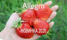 Саженцы клубники Аллегро фриго
