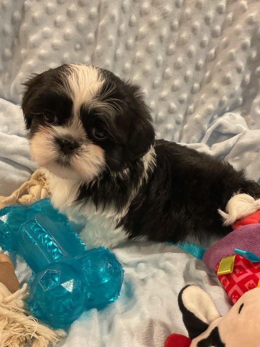 Shih - tzu Salonowe Pieski Czekoladowe
