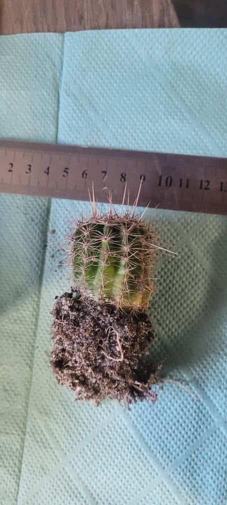 Piękny okaz do kolekcji echinopsis hybryda