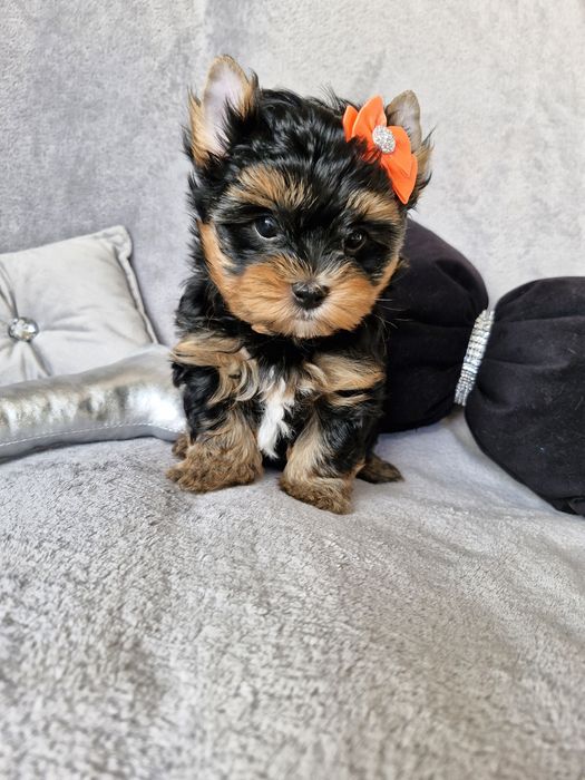 Yorkshire terrier, śliczny piesek bez wad