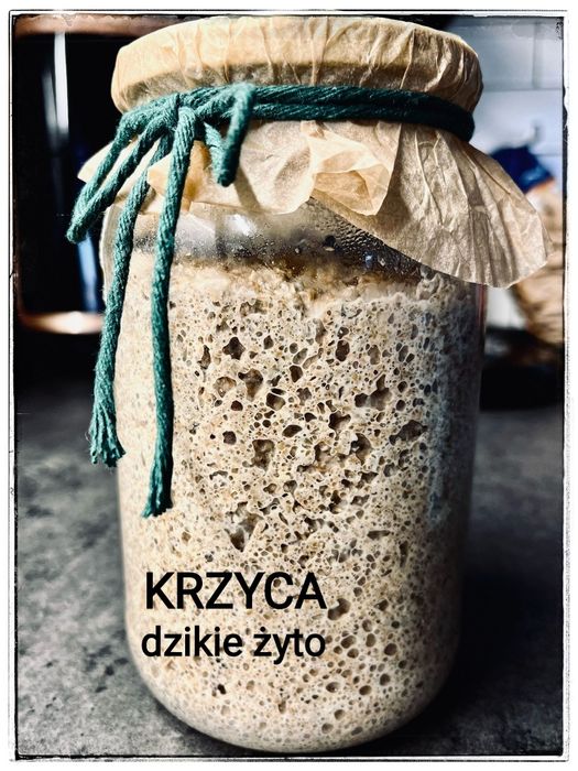 Zakwas  żytni chlebowy