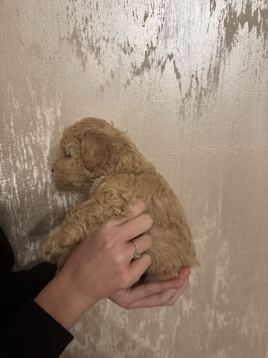 Bichpoo, bichon frise i pudel red