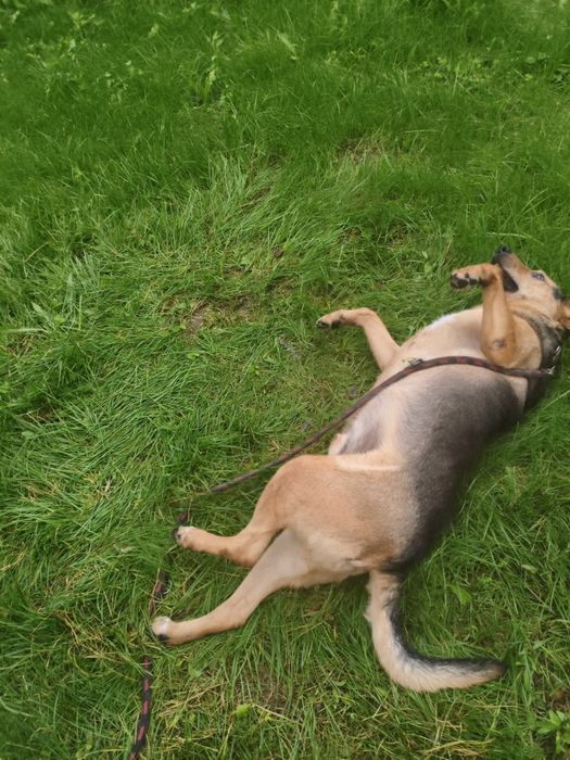 Łagodny, kochany, uwielbia przytulanie i głaskanie-Bueno