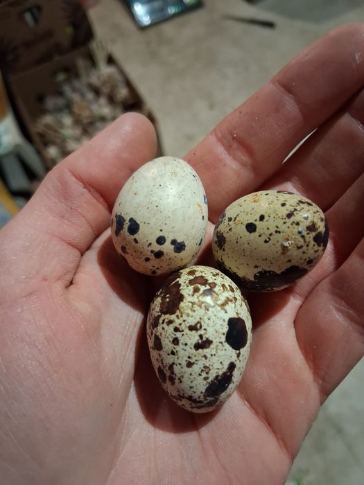 Jajka przepiórcze Świeże