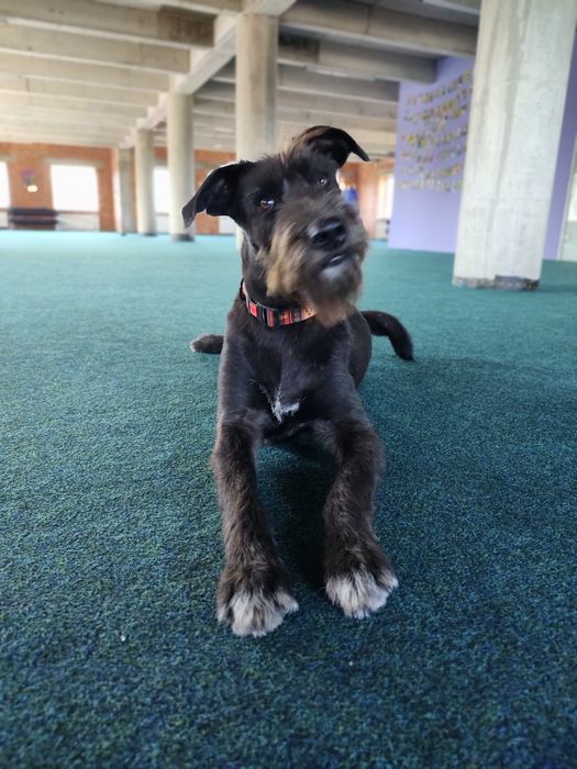 Кінолог Дресирування Собак