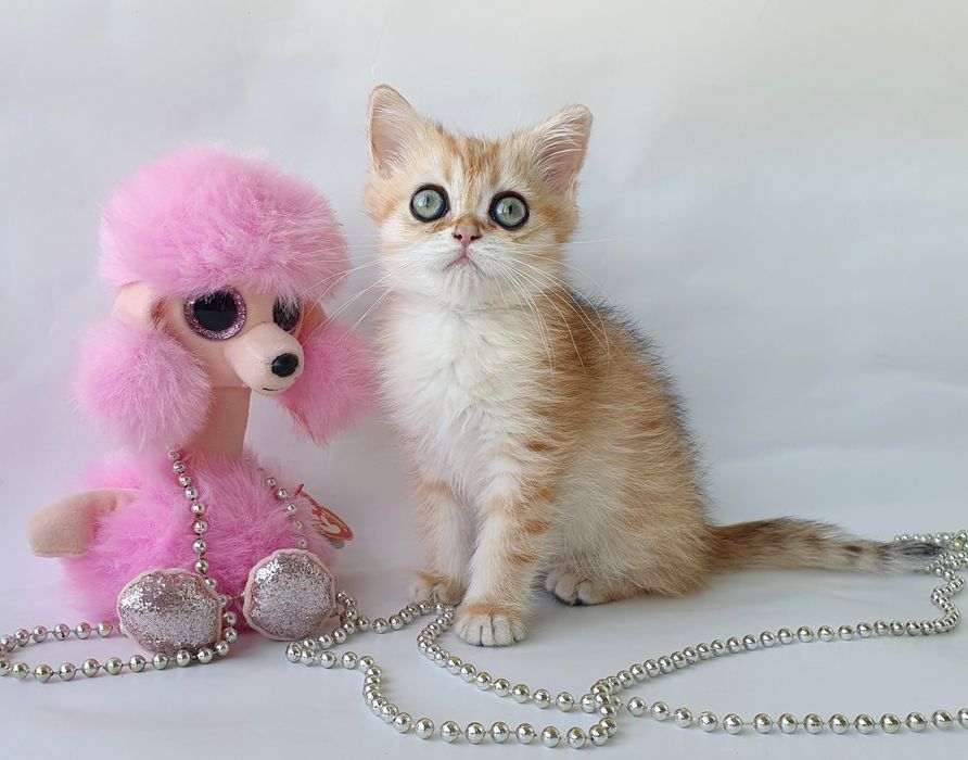 Золотая шиншилла кошечка друг и радость в доме. Котята котенок Киев