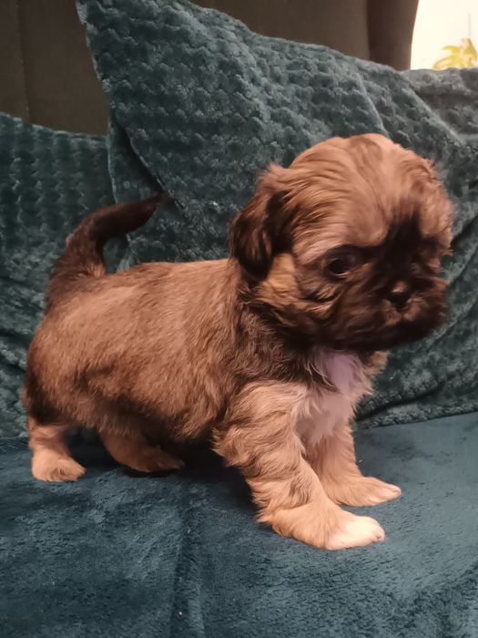 Szczenię Shih-Tzu piesek