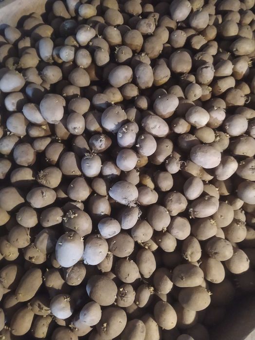 Ziemniaki kal. 3.5-4.5