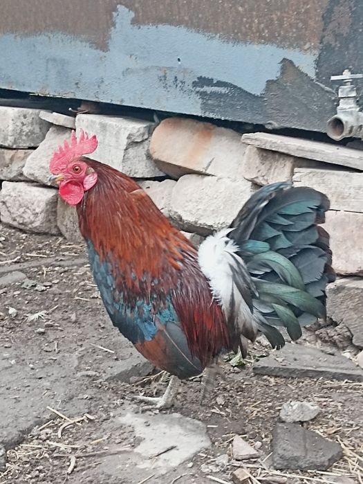 Молодой петушок бентанки