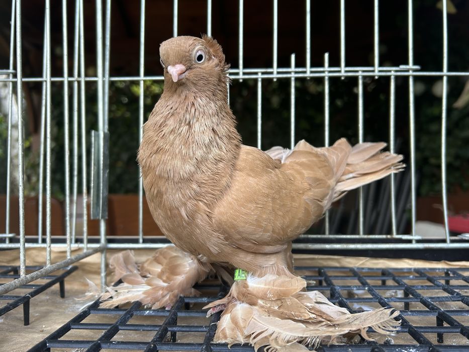 Gołębie ozdobne. Wywrotek suwalski (mazurski) samiczka 2025r