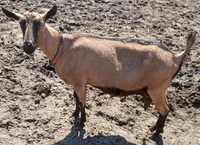 Дійна коза альпійської породи