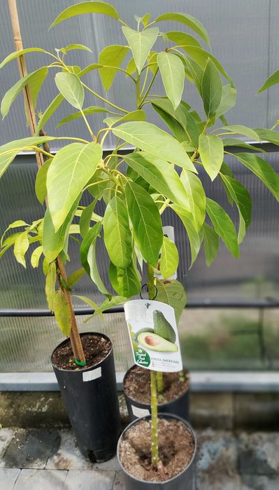 Drzewko owocowe-Avocado