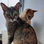 DUAS GATINHAS ADULTAS À PROCURA DE UM LAR PERMANENTE