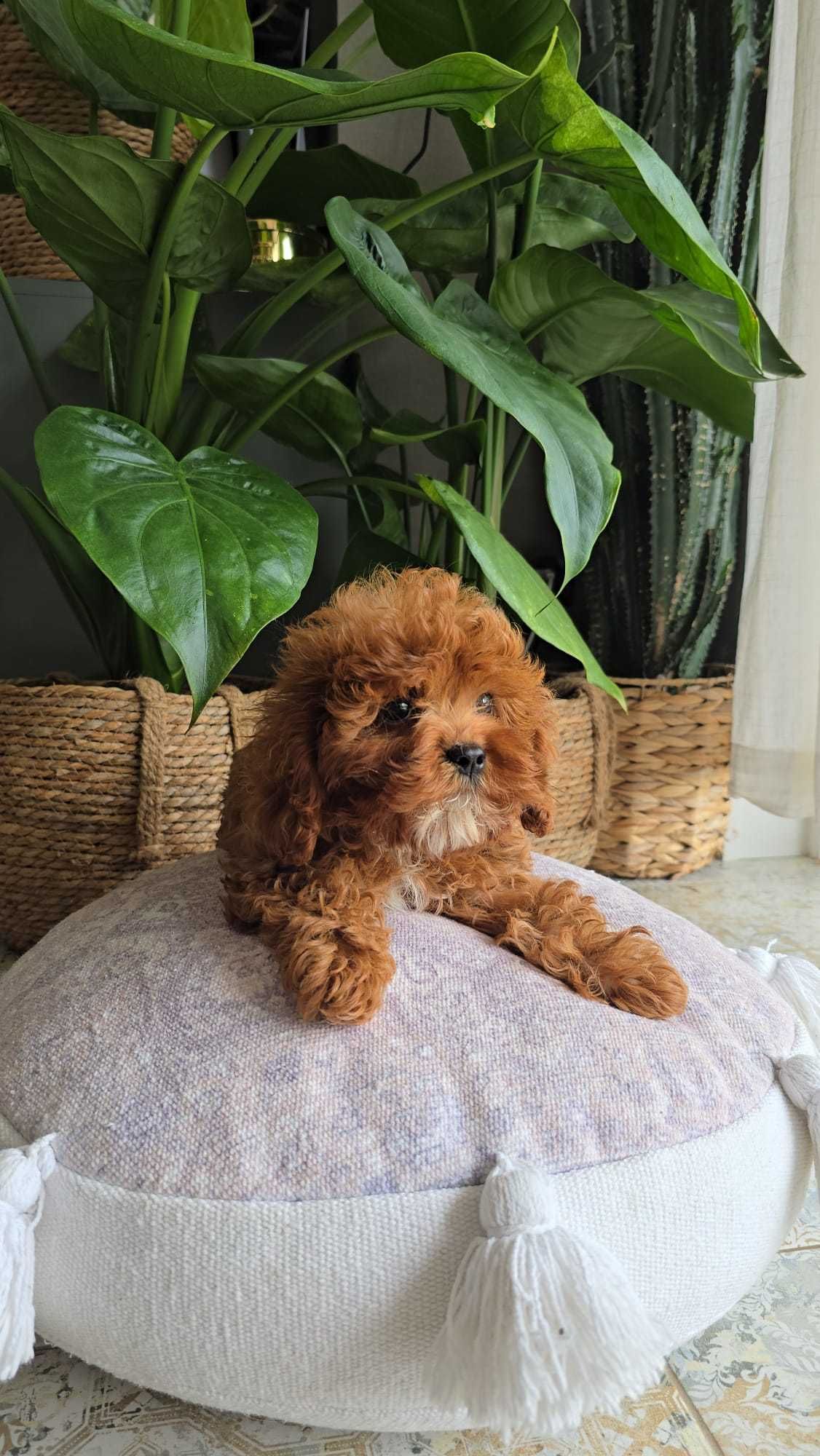 Cavapoo dziewczynka