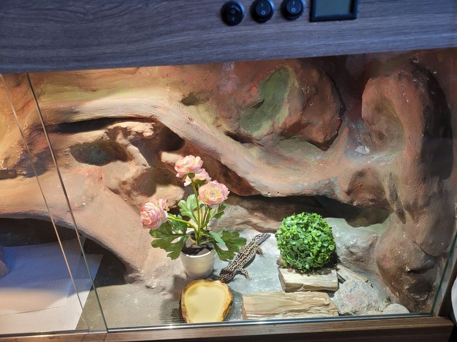 Gekon Lamparci wraz z terrarium