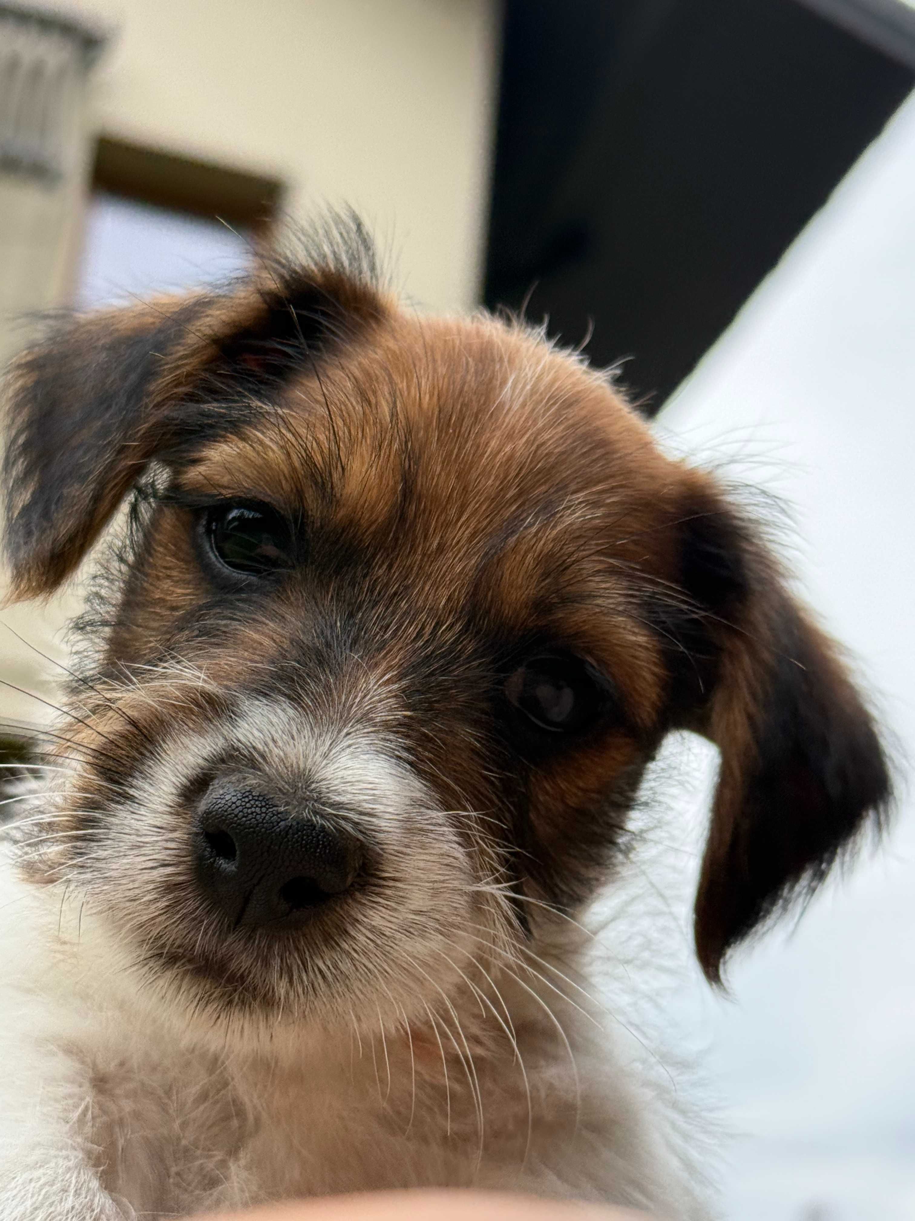 Jack Russell Terrier szorstkowłosy piesek od #SMARTIE JACKS# male Jack