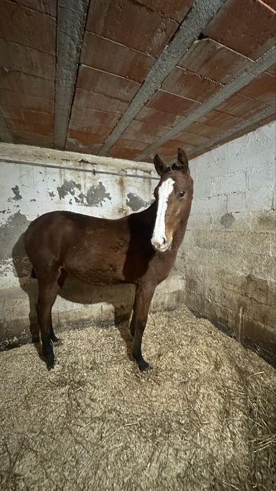 Poldra Cruzada (Letra U)