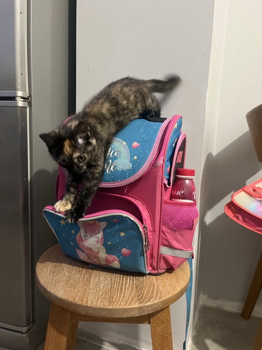 Киця Лапа. Карамелька