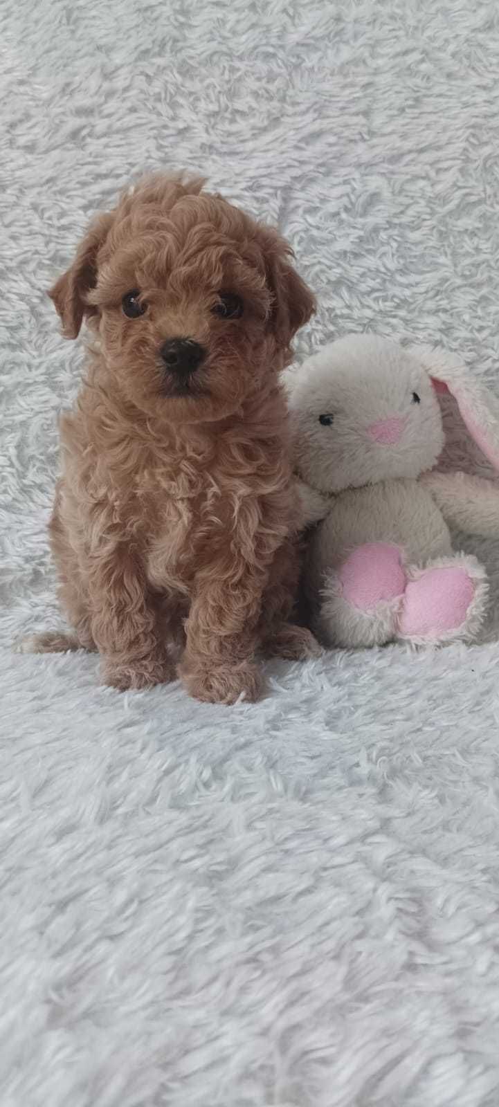 Maltipoo po rodowodowach i małych rodziców.