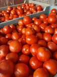 Pomidor gruntowy 2,5 zł/kg