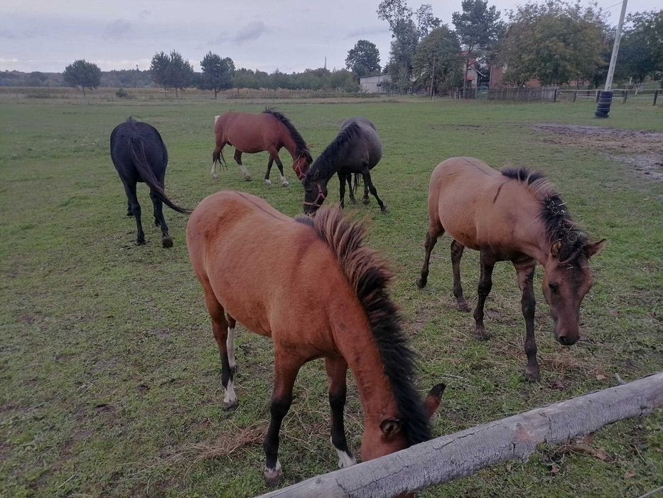 Źrebak i źrebica HUCULSKIE