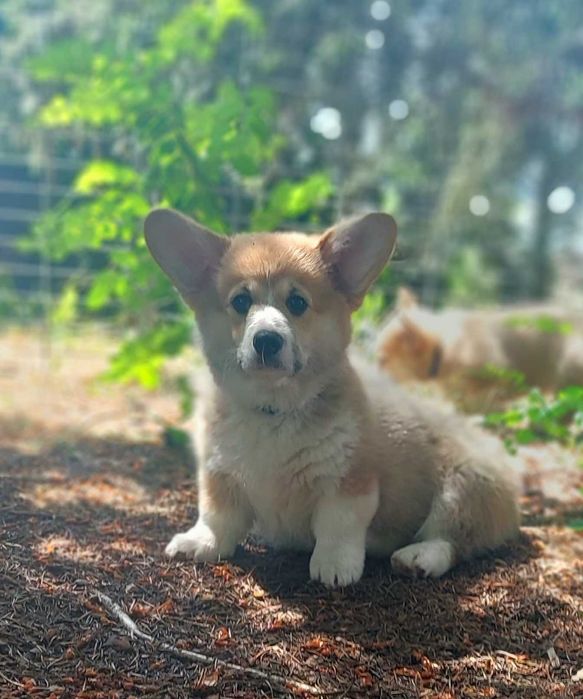 Welsh Corgi Pembroke bez ogonka z papierami FCI