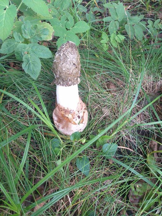 Гриб веселка сушений