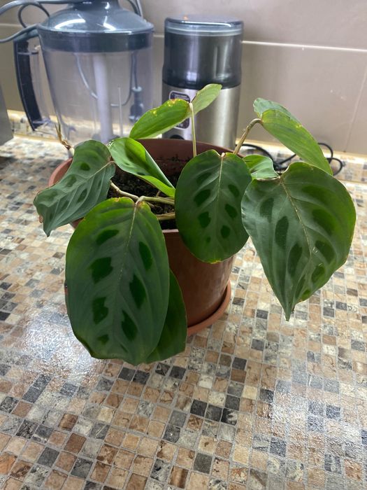 Маранта с хорошей корневой системой