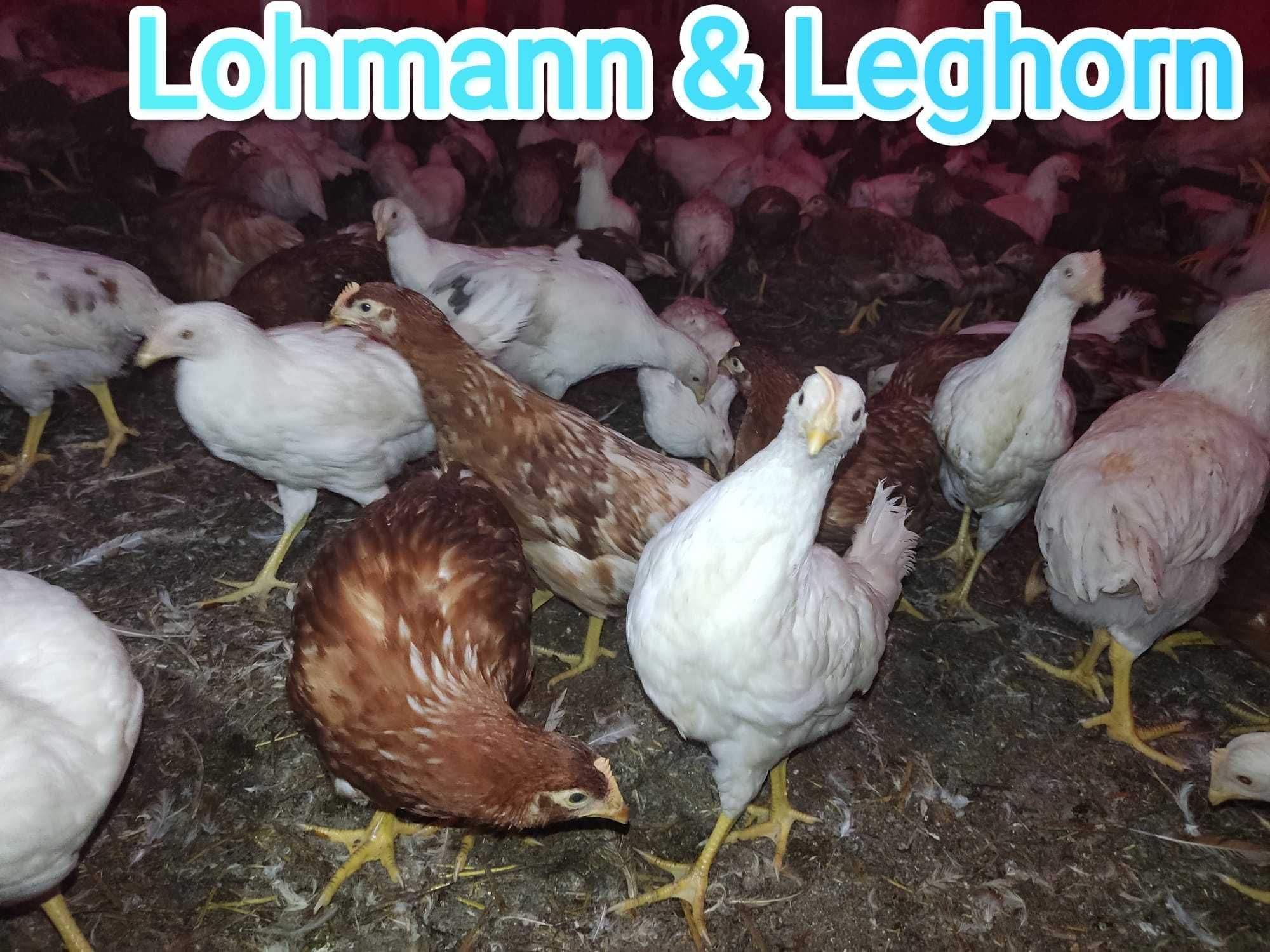 Kury nioski Lohman Brown Leghorn Sandy młode przed jajkiem