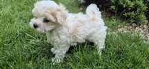 Maltipoo piękna suczka