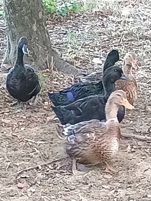 Kaczki cajugi i ruanskie